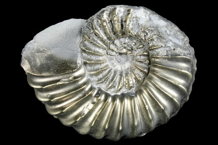 Pyritized (Pleuroceras) Ammonite Fossil - Germany #167811